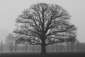 tree without leaves in a field