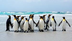 pingüinos en una isla
