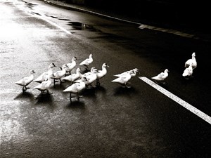group of ducks crossing the street