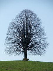 tree in a grass field