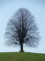 árbol en un campo de hierba