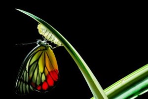 mariposa en el tallo de una planta