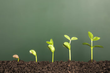 row of plants increasing in height in the soil